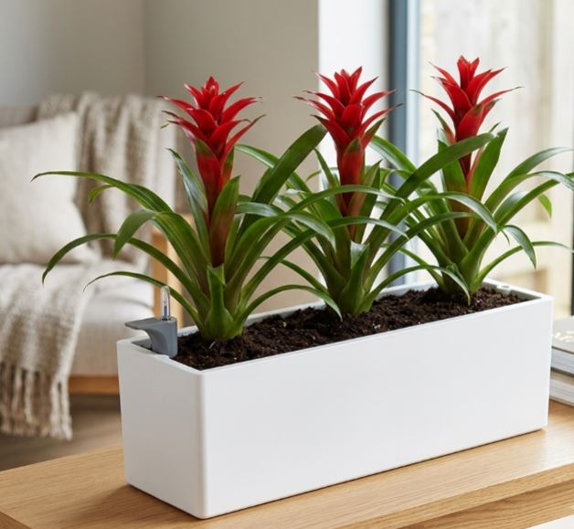Rectangular Planter with Plants - THE GARDEN CENTRE
