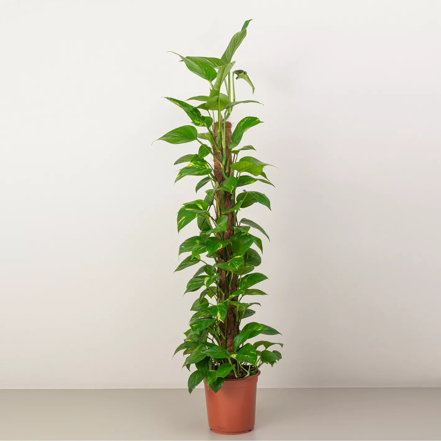 Money Plant (Scindapsus , Pothos) - THE GARDEN CENTRE