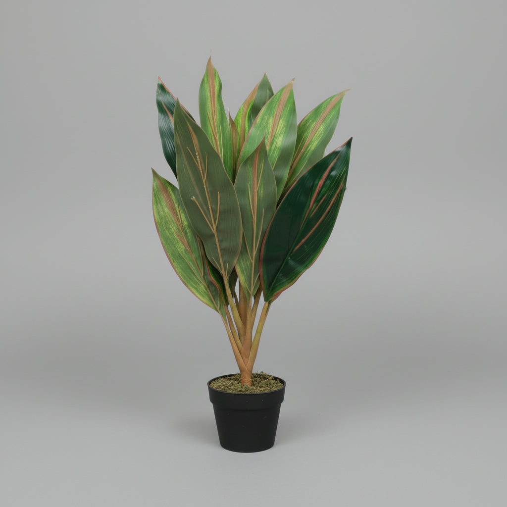 Artificial Dracena Green Red