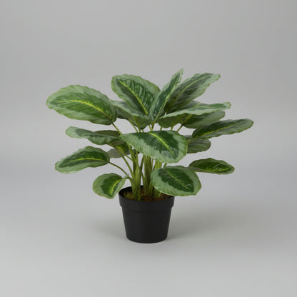 Artificial Calathea Plant