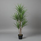 Artificial Dracaena Margineta 120 - 140 cm - THE GARDEN CENTRE