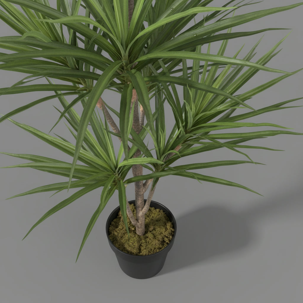 Artificial Dracaena Margineta 120 - 140 cm - THE GARDEN CENTRE