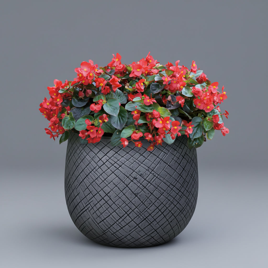 Oban Gray - THE GARDEN CENTRE