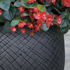 Oban Gray - THE GARDEN CENTRE