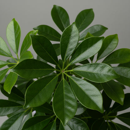 Schefflera Compacta - THE GARDEN CENTRE