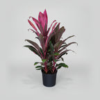 CORDYLINE PURPLE COMPACTA - THE GARDEN CENTRE