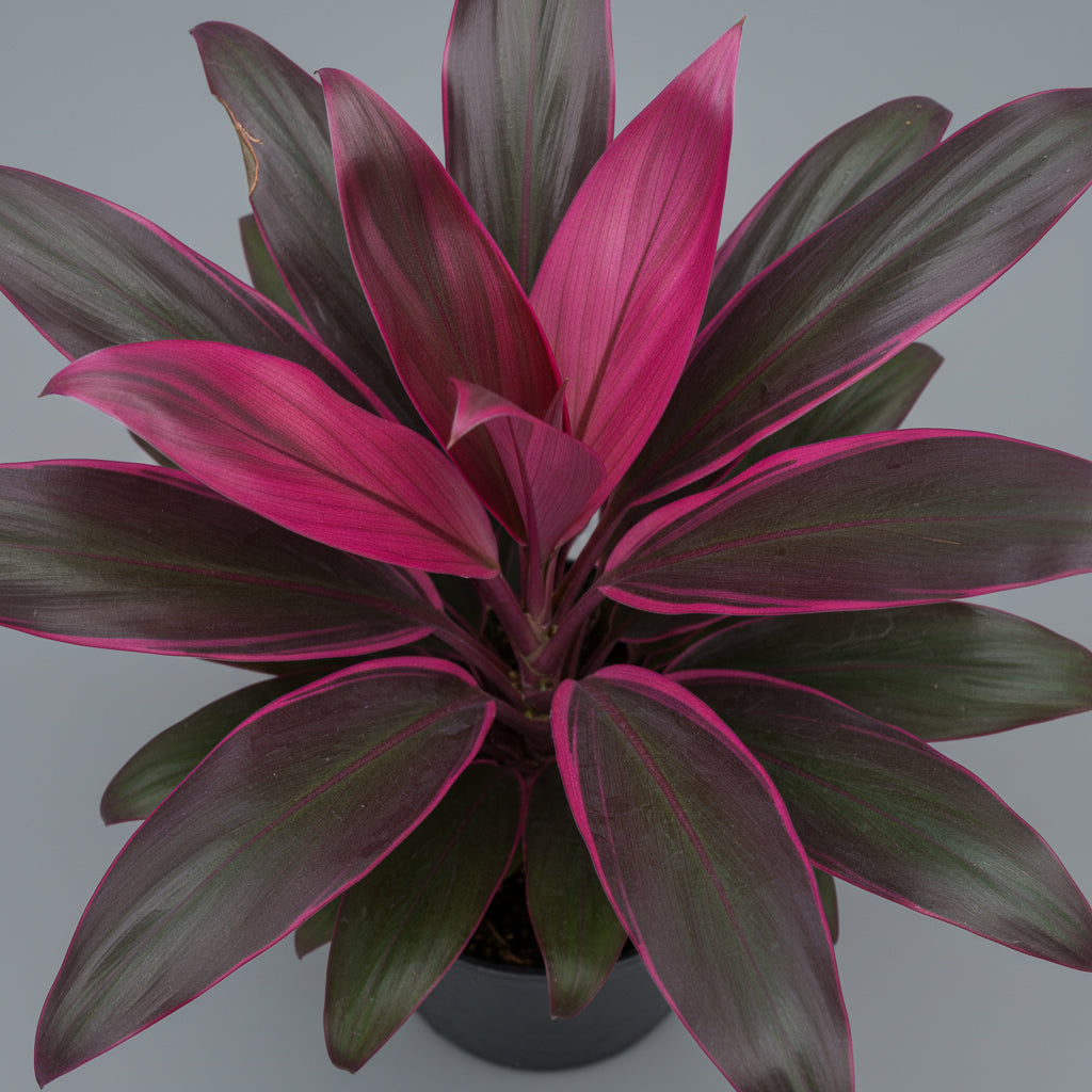 CORDYLINE PURPLE COMPACTA