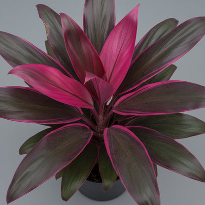 CORDYLINE PURPLE COMPACTA