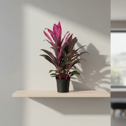 CORDYLINE PURPLE COMPACTA