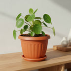 Round Plastic Pot - THE GARDEN CENTRE