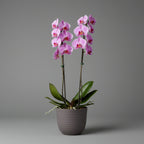 Havana Horizon pot with Orchid Plants - THE GARDEN CENTRE