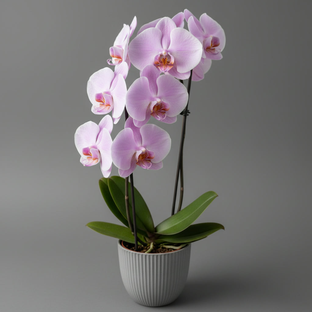 Havana Horizon pot with Orchid Plants - THE GARDEN CENTRE