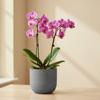 Havana Horizon pot with Orchid Plants - THE GARDEN CENTRE