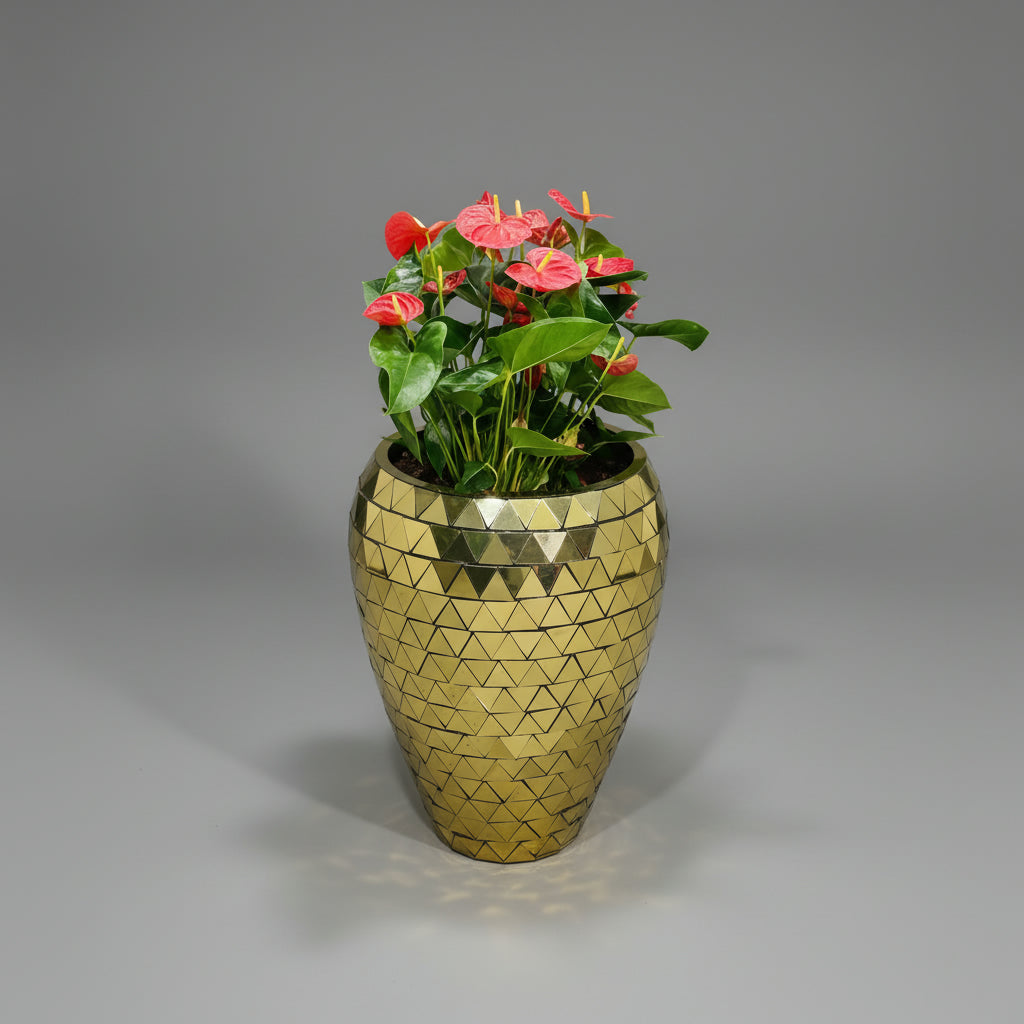 Korum Gold pot with Anthurium Plants