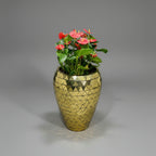 Korum Gold pot with Anthurium Plants