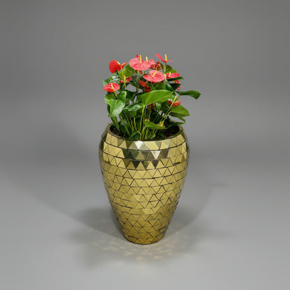 Korum Gold pot with Anthurium Plants