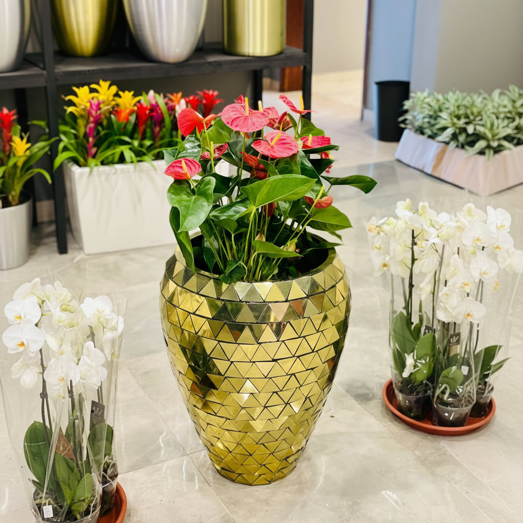 Korum Gold pot with Anthurium Plants