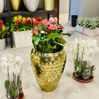 Korum Gold pot with Anthurium Plants