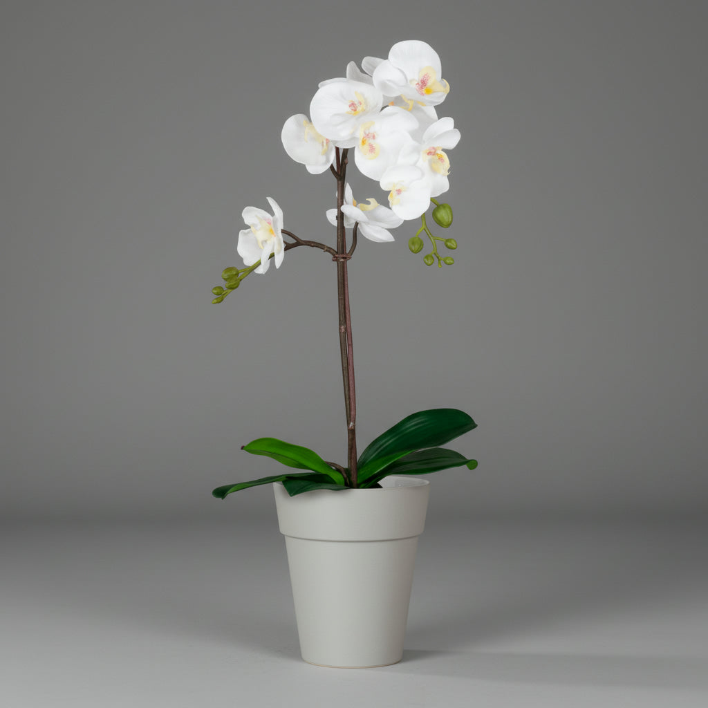 Capri Orchid Pot with Orchid Gift Combo (4plants with pots)