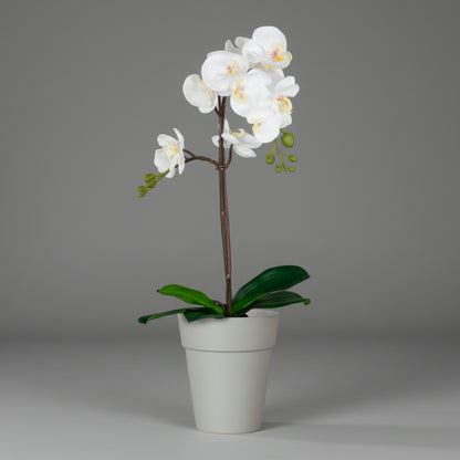 Capri Orchid Pot with Orchid Gift Combo (4plants with pots)