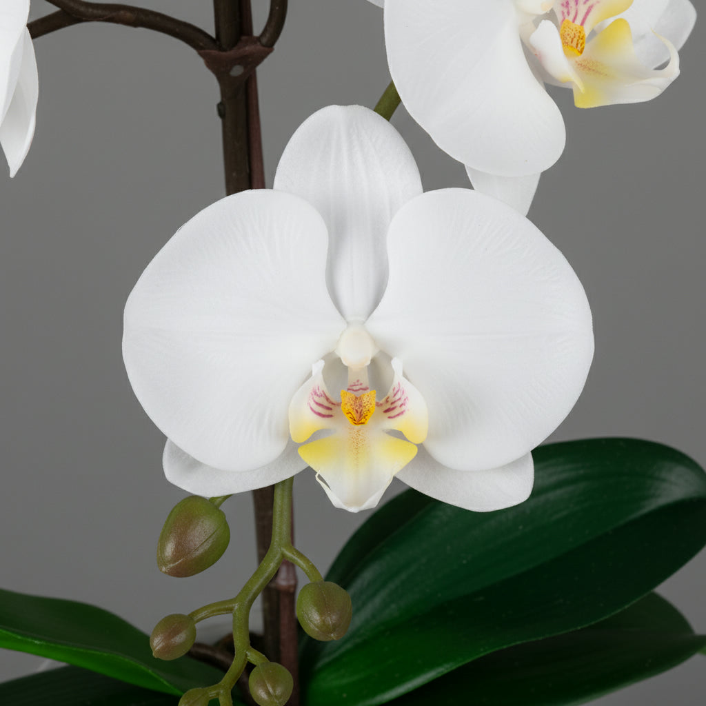 Capri Orchid Pot with Orchid Gift Combo (4plants with pots)