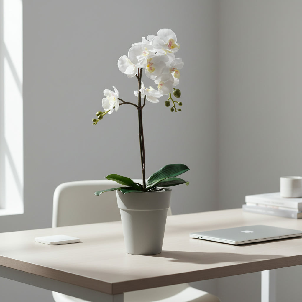 Capri Orchid Pot with Orchid Gift Combo (4plants with pots)