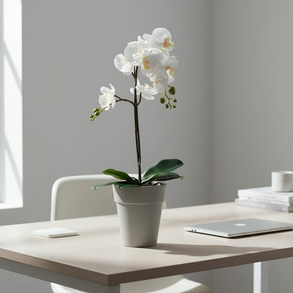 Capri Orchid Pot with Orchid Gift Combo (4plants with pots)