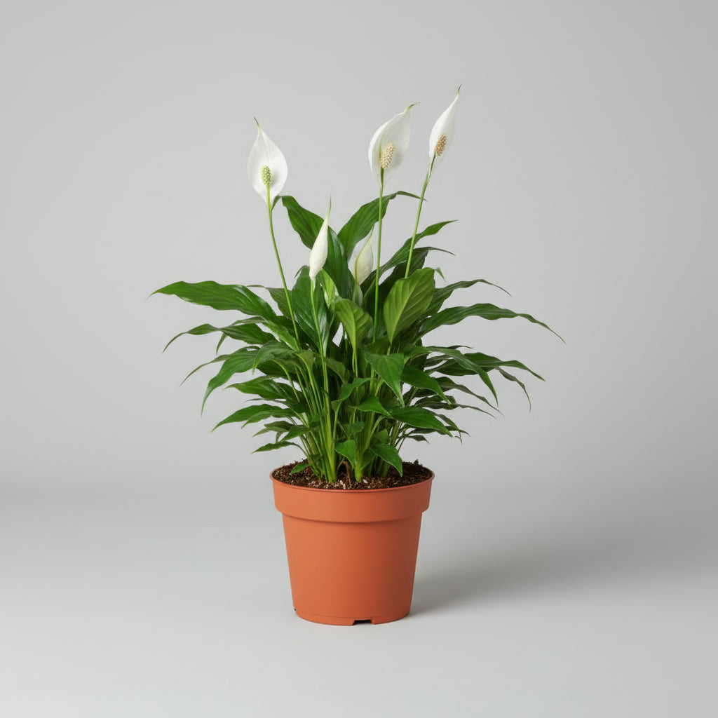 Peace Lilly (spathiphyllum) - THE GARDEN CENTRE