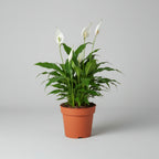Peace Lilly (spathiphyllum) - THE GARDEN CENTRE