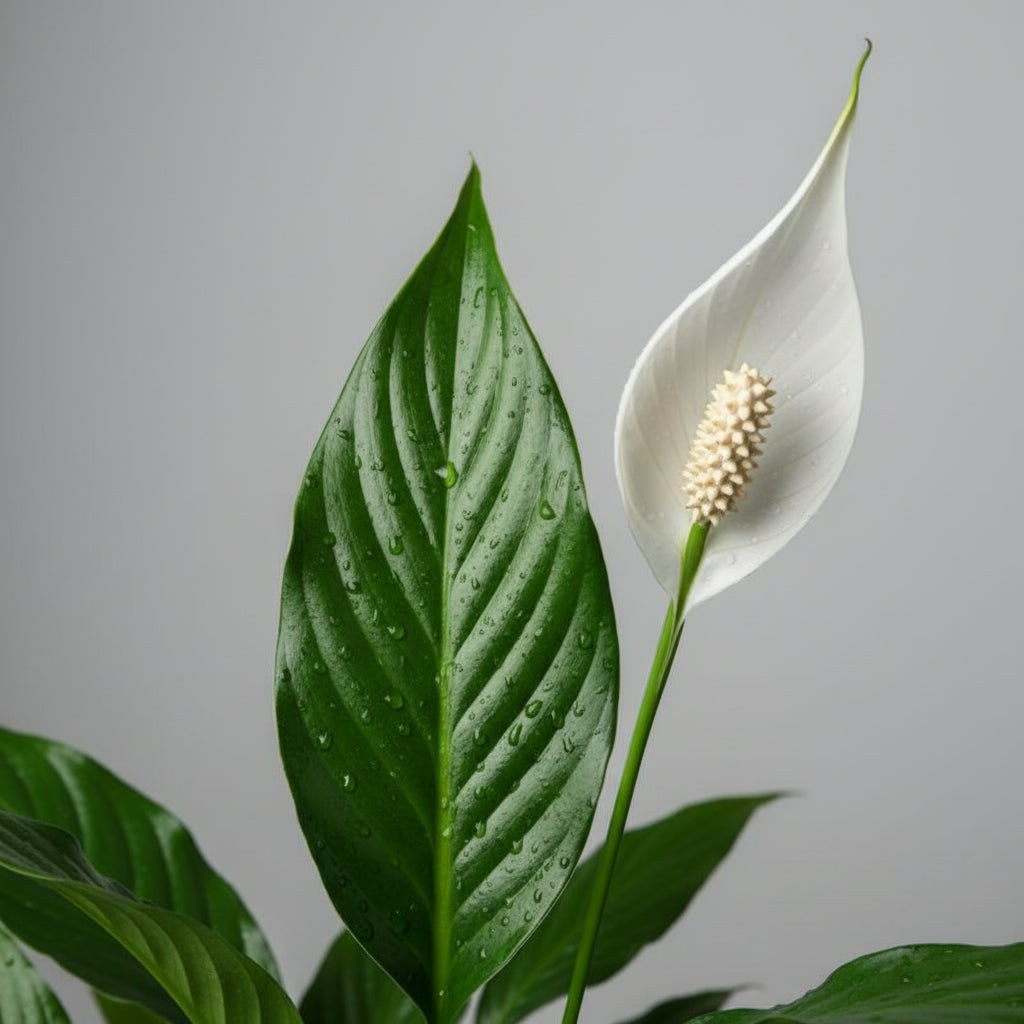 Peace Lilly (spathiphyllum) - THE GARDEN CENTRE