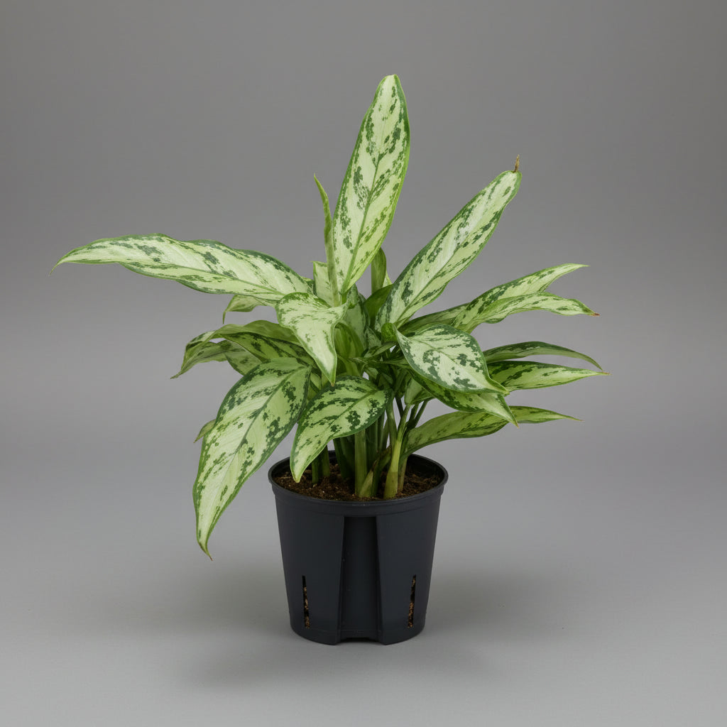 Aglaonema Plant 30cm high - THE GARDEN CENTRE