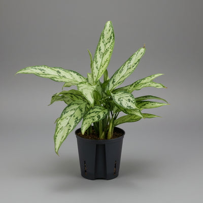 نبات أجلونيما ارتفاعه 30 سم