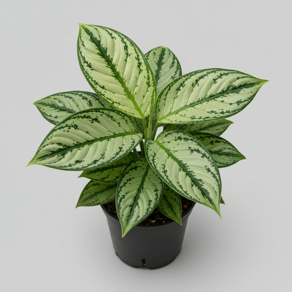 Aglaonema Plant 30cm high - THE GARDEN CENTRE