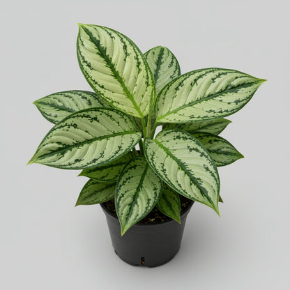 نبات أجلونيما ارتفاعه 30 سم