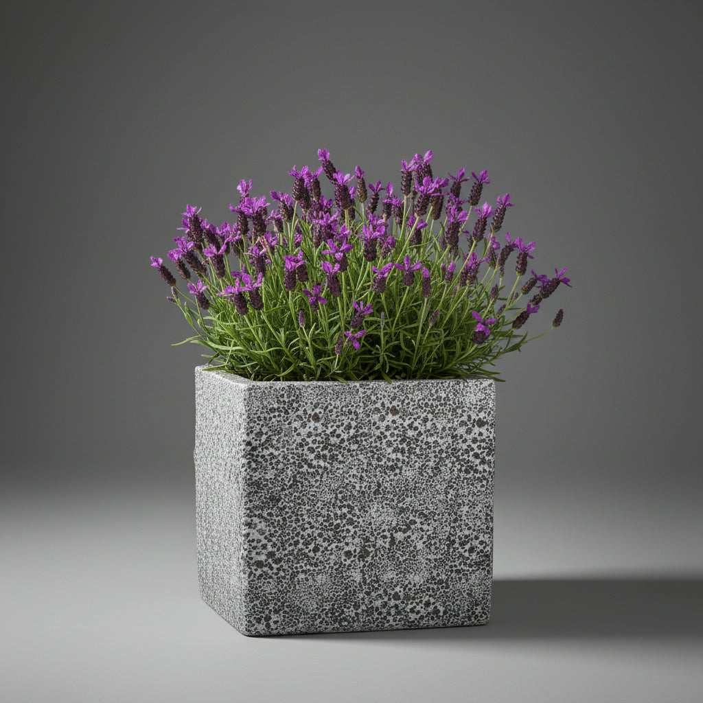 TGC Fibreclay Rustico Square Planter - THE GARDEN CENTRE