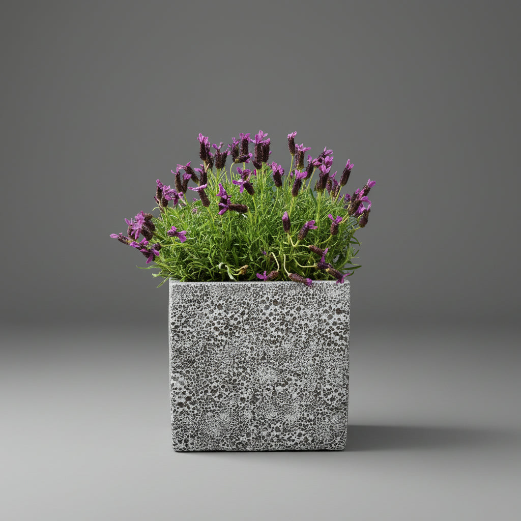 TGC Fibreclay Rustico Square Planter - THE GARDEN CENTRE