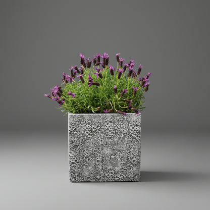 TGC Fibreclay Rustico Square Planter - THE GARDEN CENTRE