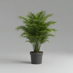 Areca Palm  (Dypsis lutescens) 120 cm - THE GARDEN CENTRE
