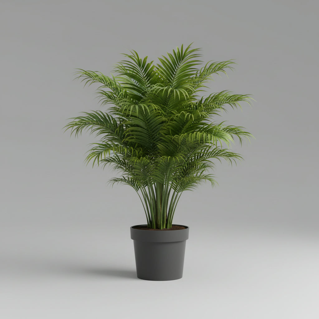 نخيل أريكا (Dypsis lutescens) 120 سم