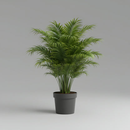 نخيل أريكا (Dypsis lutescens) 120 سم