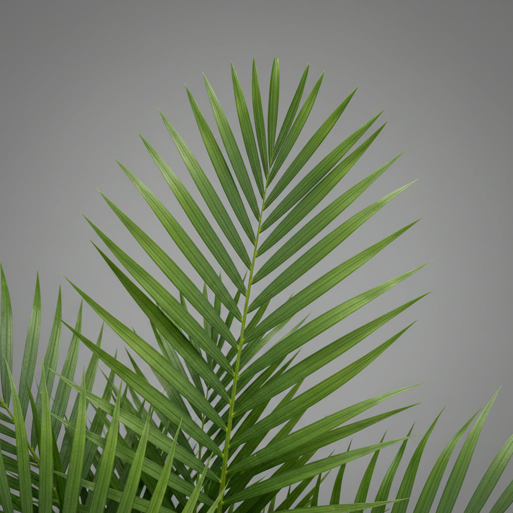 نخيل أريكا (Dypsis lutescens) 120 سم