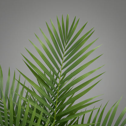 نخيل أريكا (Dypsis lutescens) 120 سم