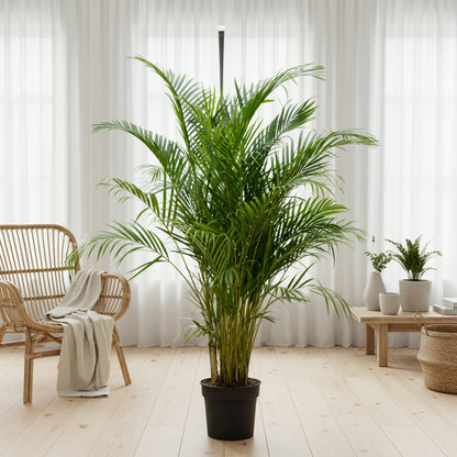 areca palm 100cm Areca Palm (Dypsis lutescens) 120 cm – THE GARDEN CENTRE