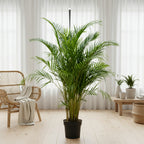 Areca Palm  (Dypsis lutescens) 120 cm - THE GARDEN CENTRE