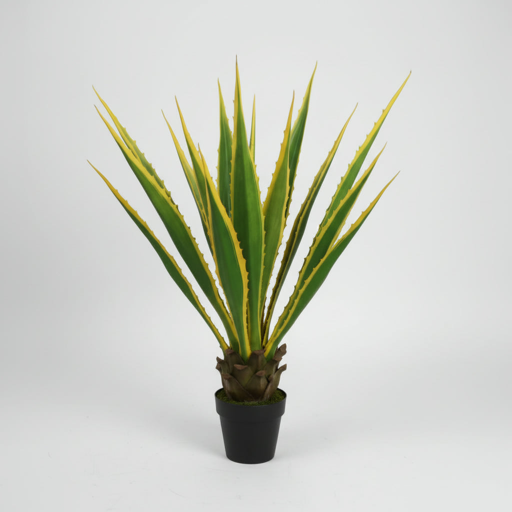 Agave Americana 115cm