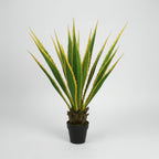 Agave Americana 115cm