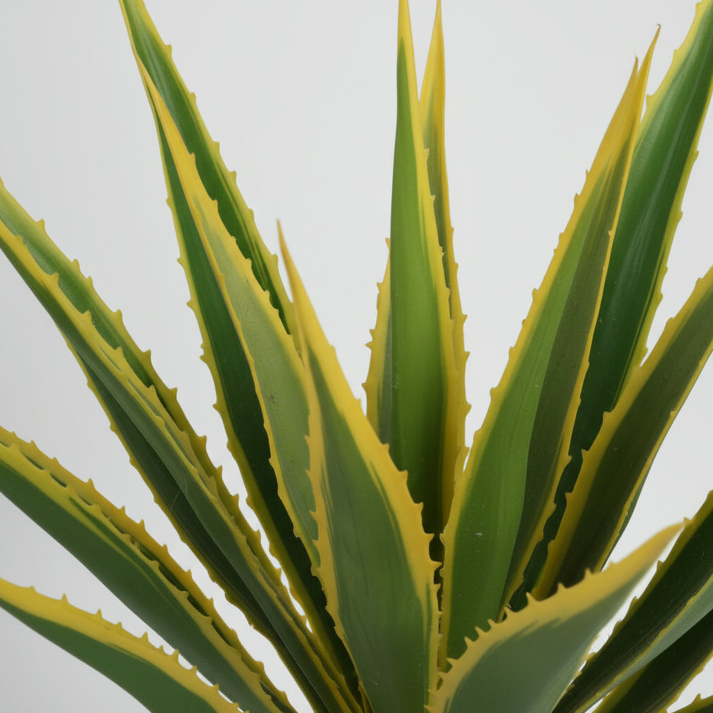 Agave Americana 115cm