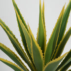 Agave Americana 115cm