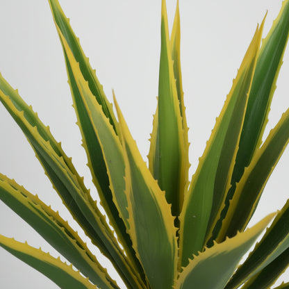 أغاف أمريكانا 115 سم