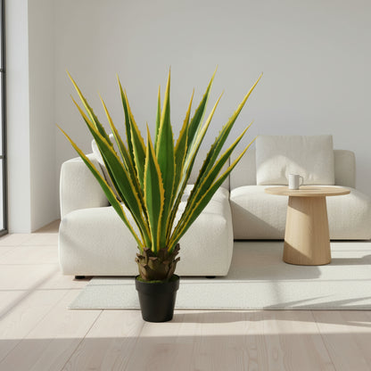 أغاف أمريكانا 115 سم